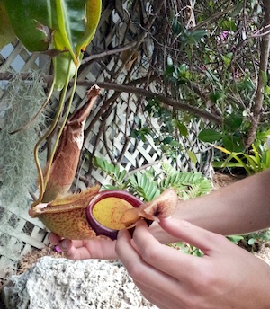 During garden tours, Hederstrom explains the origins and uses for many tropical plants, including the unusual pitcher plant, or Nepenthes 'Miranda' that is considered a carnivore, and features a "stomach" that contains a syrupy liquid of its own production that is used to drown the prey.